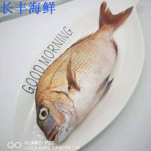 湛江海鲜当天捕捞活发野生加吉鱼加利鱼真鲷刺身海鱼3斤3-4条