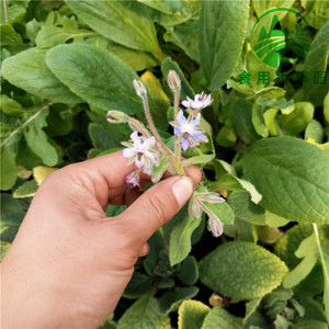 琉璃苣 盆栽 小苗食用芳香植物阳台庭院绿植星状花朵黄瓜香味耐寒