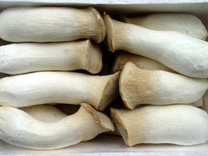 新鲜菌菇 新鲜杏鲍菇 雪茸 大鸡腿菇 500g浙江沪皖满五件顺丰包邮