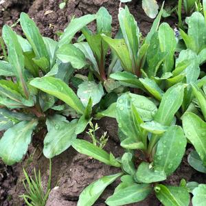 露天野生农家现摘直销 食用新鲜野菜马兰头浙江沪皖顺丰包邮