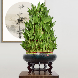 节节高富贵竹开业