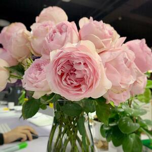 伊芙心愿 许愿之心 切花 月季大花强香多季勤花