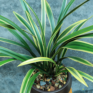 翁源兰花苗墨兰铭品银拖覆轮好易养银托银边浓香室内阳台花卉绿植