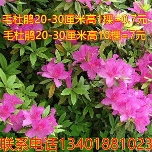 毛杜鹃四季常青庭院绿化苗木映山红毛鹃苗花坛植物毛娟苗花卉绢花