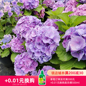 海蒂的花园 拉维布兰大花绣球花可调色阳台庭院花卉植物盆栽苗