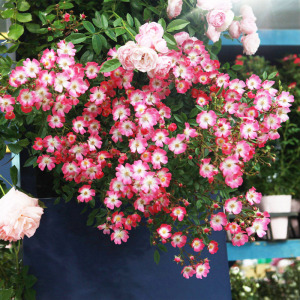 海蒂的花园 遮阳伞可吊起来种的月季春季成花瀑布花卉植物盆栽苗