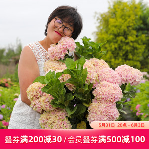 hodo红豆红豆缘专卖店天猫hodo/红豆 绣球魔幻猫眼石盆栽室内阳台大