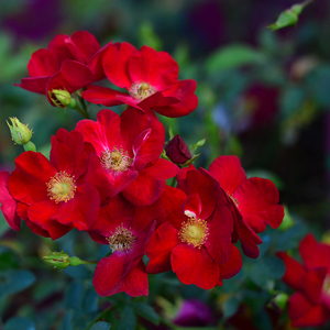 海蒂的花园 红色天鹅绒地毯勤花地被月季阳台地栽花卉植物盆栽苗
