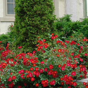 海蒂的花园红色天鹅绒地毯勤花皮特月季阳台盆栽花卉地被植物花苗