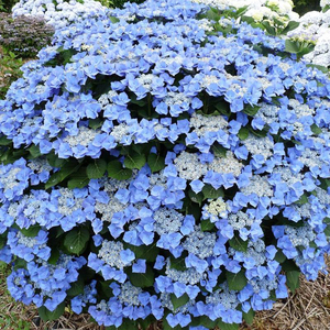 海蒂的花园星空大花绣球花色梦幻可调蓝阳台花卉盆栽易活植物花苗