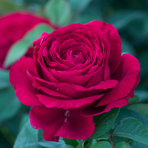 海蒂的花园 风中玫瑰红色月季多季勤花阳台庭院盆栽花卉植物花苗