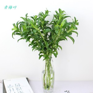 青梅叶包邮