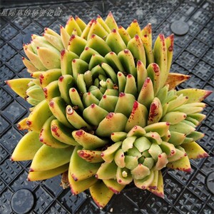 金蜡大群生 金腊东云 东云系 纯露养 一物一拍 多肉植物