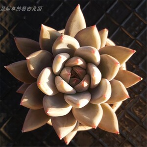 圣徒 杜里万杂交 成株 暗纹系列 纯露养 一物一拍云南直发 多肉