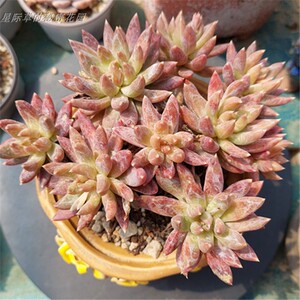 【大河之舞缀化】大河之舞缀化品牌,价格 - 阿里巴巴