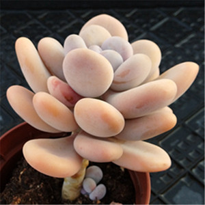 橙雪球多肉植物