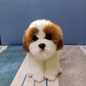 飞起梦想玩具淘宝纯种西施犬长毛狮子狗幼犬小型宠物狗狗活体家养长