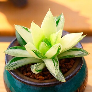 宝草锦玉露多肉植物贵货稀有老桩多肉清棚小贵货 超大网红同款.