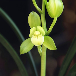 兰花建兰十大名贵精品素君荷室内客厅花卉盆栽阳台带花苞净化空气