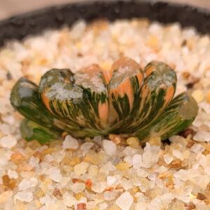 十二卷北斋玉扇锦4.5-5.5厘米,实物拍照,可选,带盆土包邮