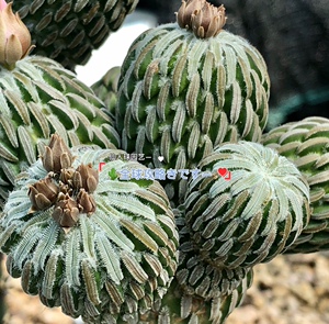 多肉植物 仙人球 实生精巧丸 实生苗萝卜根 稀有仙人球