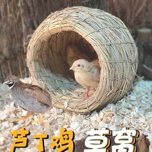 【鸡窝下蛋窝家用】鸡窝下蛋窝家用品牌,价格 - 阿里巴巴