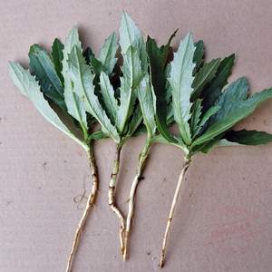 新鲜小蓟野生刺儿菜带根现挖狗牙刺七七菜刺角四鲜汤食用药材刺菜