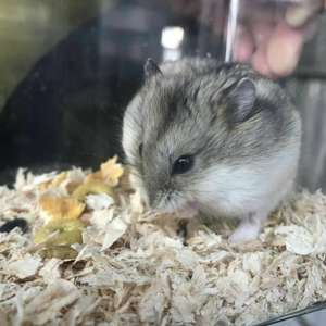 仓鼠活体金斑花仓琥珀一线两只包邮包活包健康