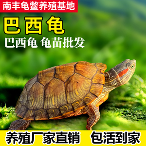 巴西龟活体活物大小乌龟长寿观赏彩龟宠物红耳龟黄金绿色龟苗包活