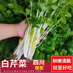 502人付款天猫四季白芹菜种籽四川白杆白梗芹菜种孑本地实心小香芹菜