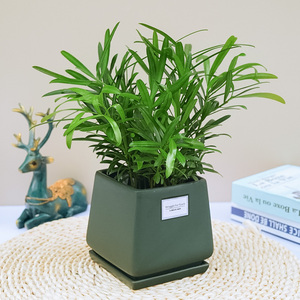 办公室花卉罗汉松