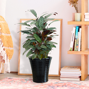 新老飞羽竹芋盆栽网红植物室内耐阴常青大观叶绿植趣味好养易活