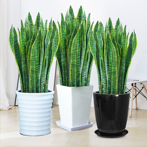 大型虎皮兰虎尾兰盆栽金边吸甲醛办公室内好养卧室净化空气绿植物