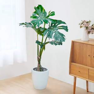 造型龟背竹大型室内盆栽前台客厅办公室北欧风绿植除甲醛好养植物