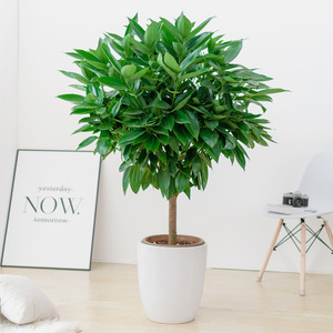 平安树大型绿植物盆栽元宝树摇钱树吸甲醛办公室室内客厅开业送礼