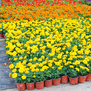 孔雀草带花盆栽景观工程园林绿化室内外摆放开花好养易种北京专车