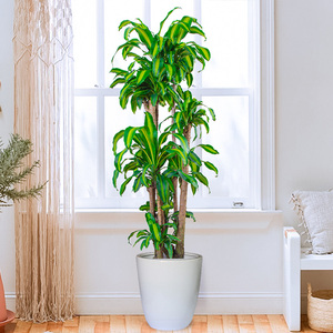 巴西铁盆栽北欧绿植大型室内办公室阳台巴西木净化空气观叶植物