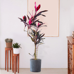红叶朱蕉盆栽大型绿植室内客厅阳台除甲醛观叶盆景花卉红叶铁植物