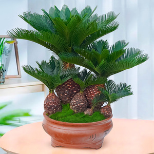 铁树多头盆栽大型组合盆景室内办公室客厅礼品植物四季常青北京送