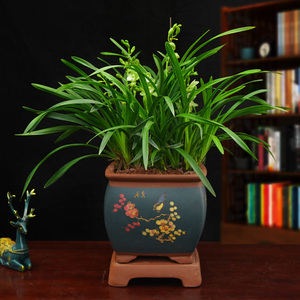 高档兰花墨兰年宵花卉开花清香客厅室内植物书房花卉盆景盆栽桌面