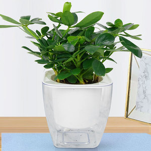 水培小鸭掌木绿植盆景鸭脚木盆栽植物水养好养花卉办公室内盆栽