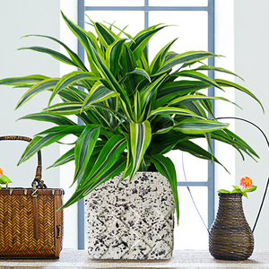 巴西美人盆栽巴西铁金边客厅办公室内净化空气除甲醛开业绿植阳台