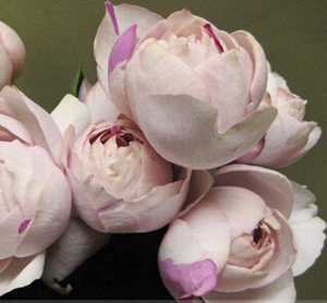 伊芙银色/席尔瓦 月季 小苗 yves silva ,イヴシルバ