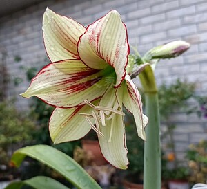 南非单瓣朱顶红蜻蜓侧芽球苗多年生球根花卉阳台盆栽庭院