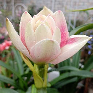 澳洲朱顶红选美皇后, beauty queen多年生球根花卉