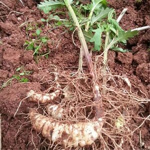 地笋种苗虫草参地参芽苗泽兰根银条螺丝菜种植苗地环虫地藕地蚕子