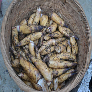 广西乐业县新鲜甜竹笋 冬笋 鲜甜美味5斤装