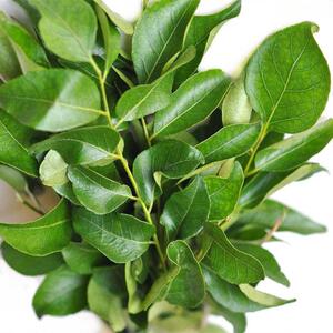 热销优质新鲜咖喱叶 九里香 麻绞香 西餐调味香料印度咖喱鸡250g