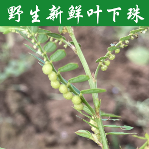 假油甘叶野生叶下珠新鲜珍珠草珠子草疳积草阴阳草夜盲草凉茶500g