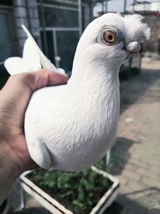 新疆系精品观赏鸟短嘴豆眼白种鸽种蛋受精蛋白色蟾眼白观赏鸽一对